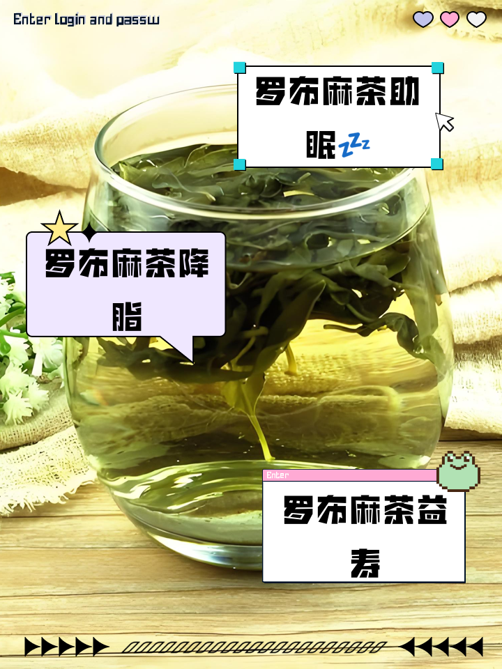 罗布麻茶能长期喝吗